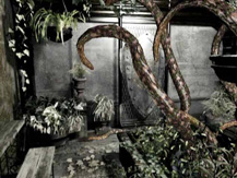 Plantes de la serre